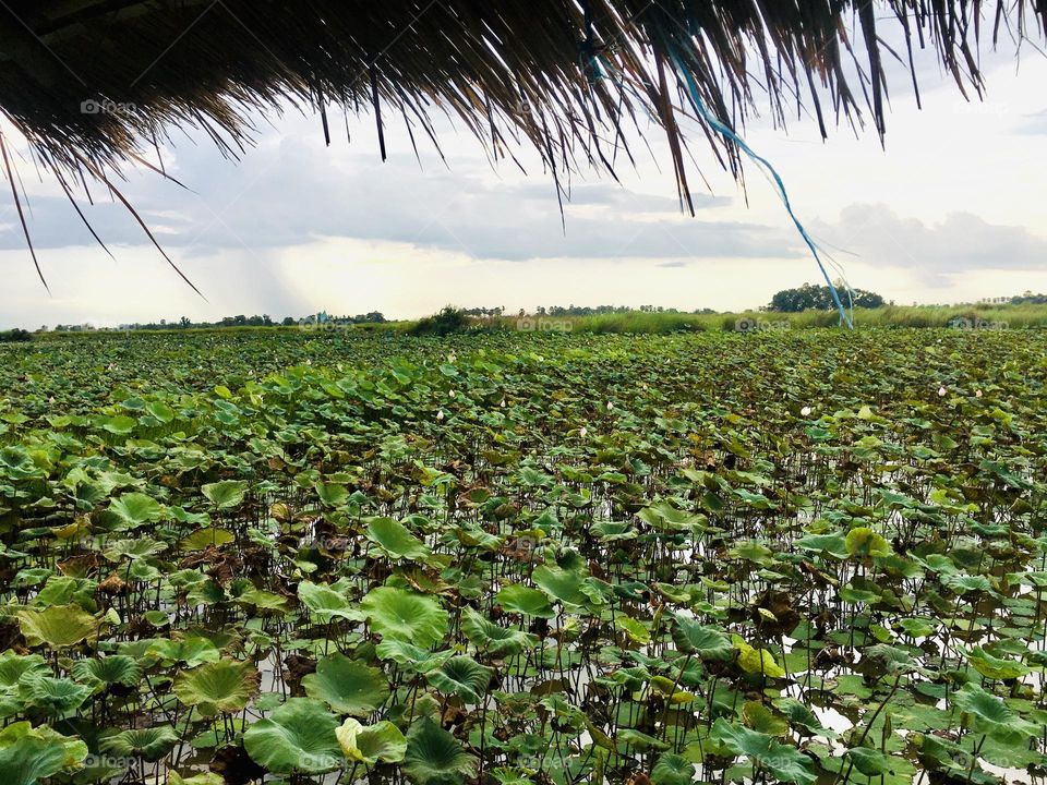 Green in Cambodia . Beautiful view☘️