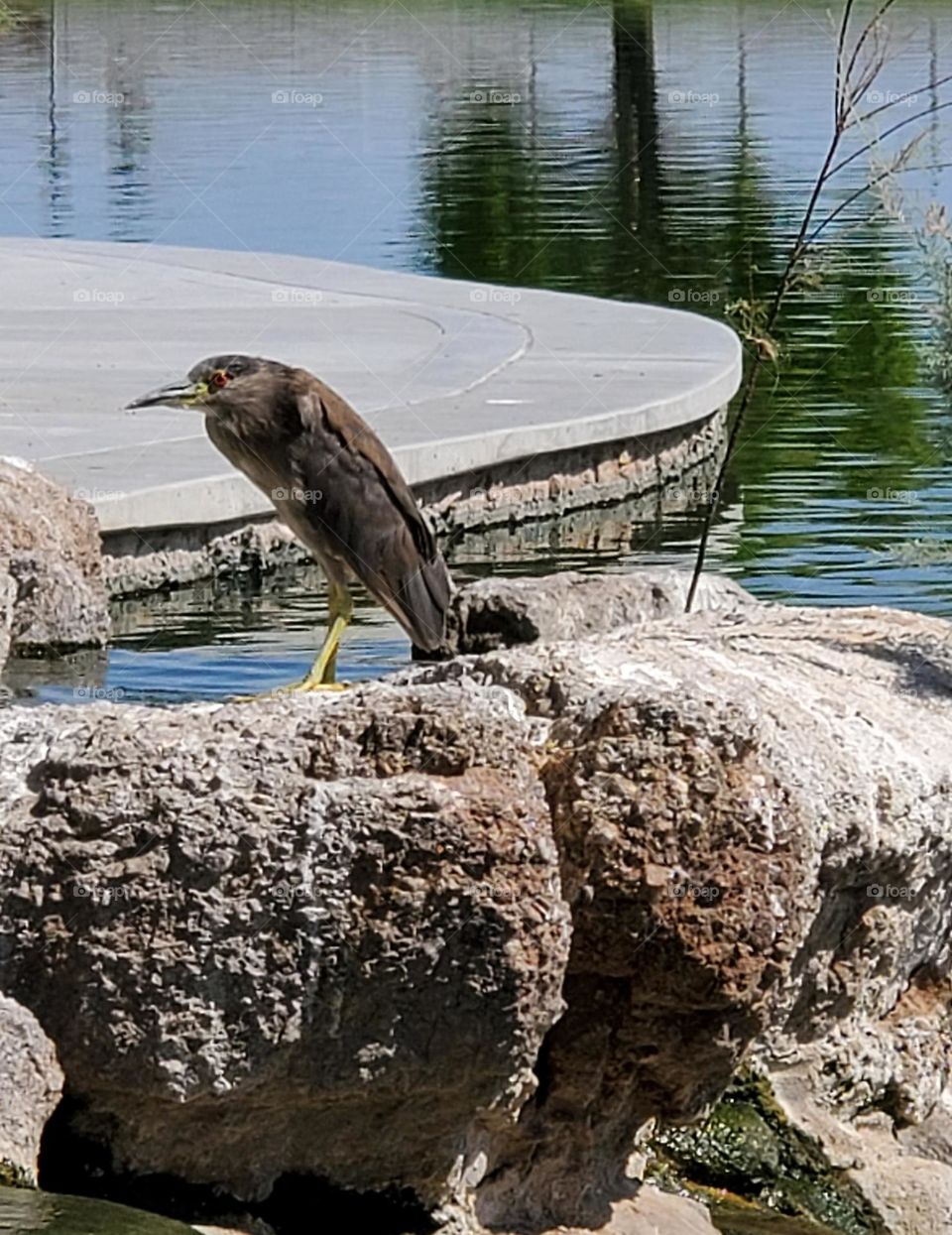 Heron Standing on a Rock