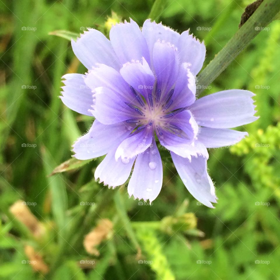 Lone wildflower