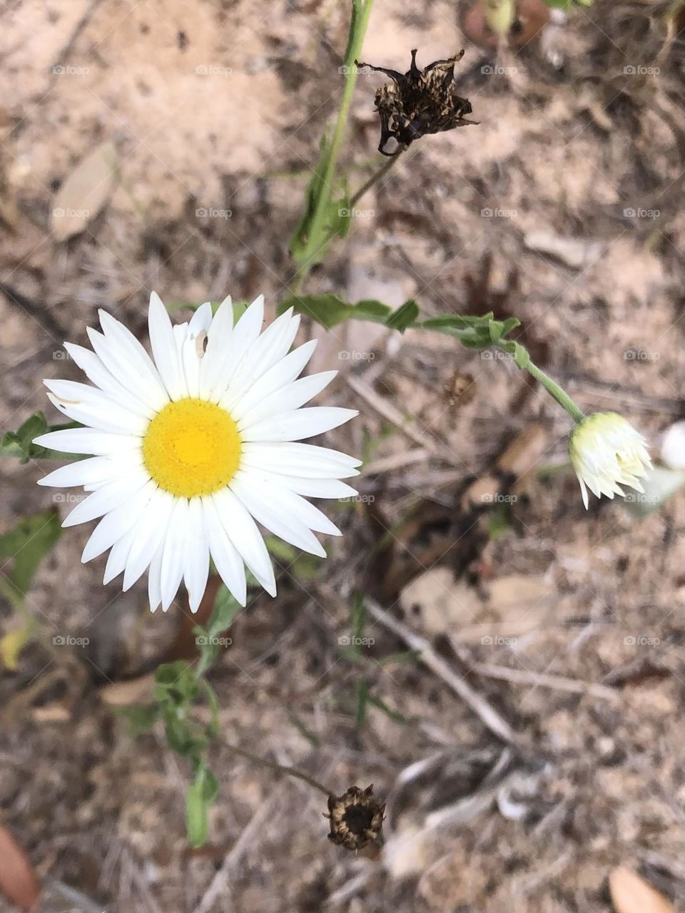 A fully bloomed wild flower growing next to one that is blooming and two that have died. 