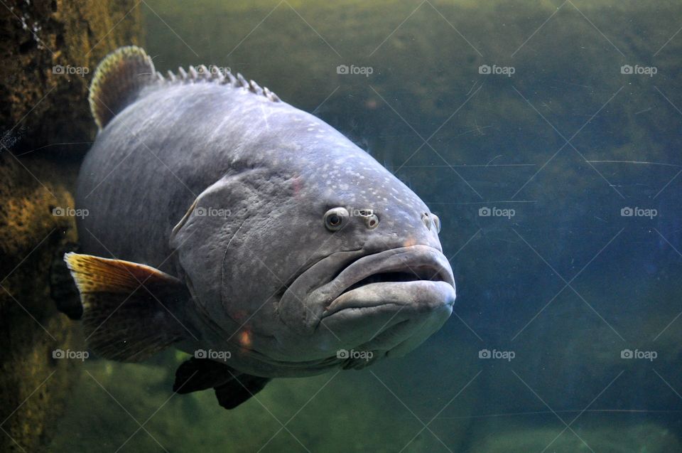 Fish swimming underwater