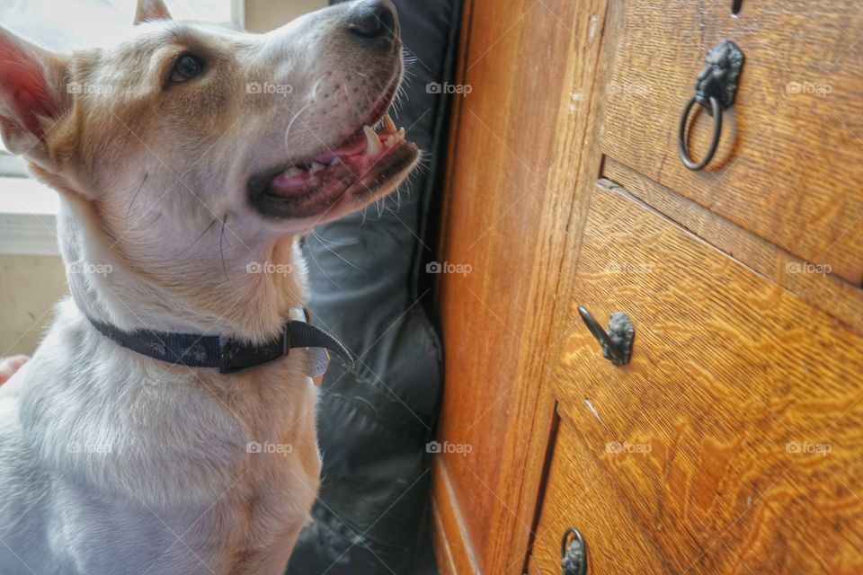 dog wants ball on old dresser