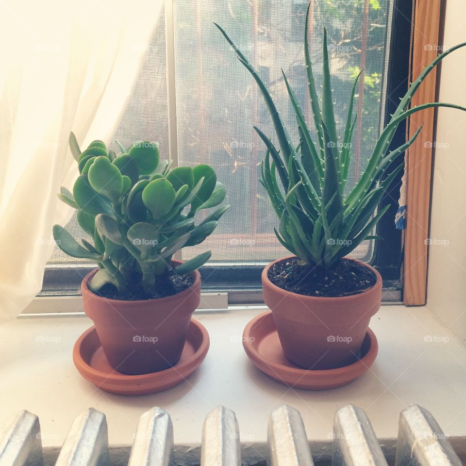 Succulents. Housewarming gift plants for our new apartment 
