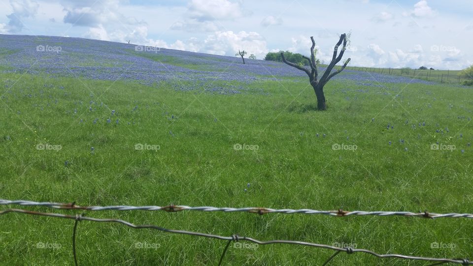 Texas Bluebonnets Meadow