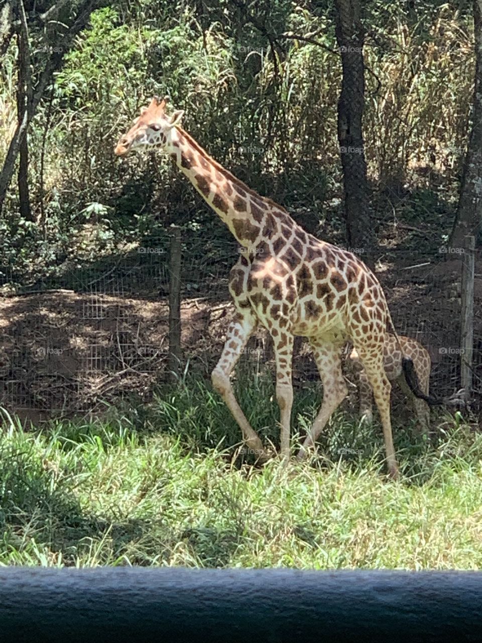 Girafa