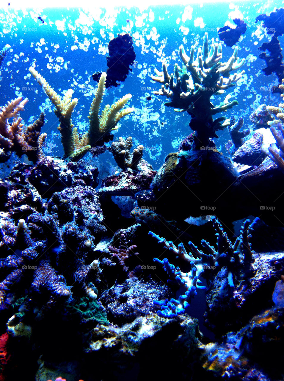 ocean sea aquarium coral by patty