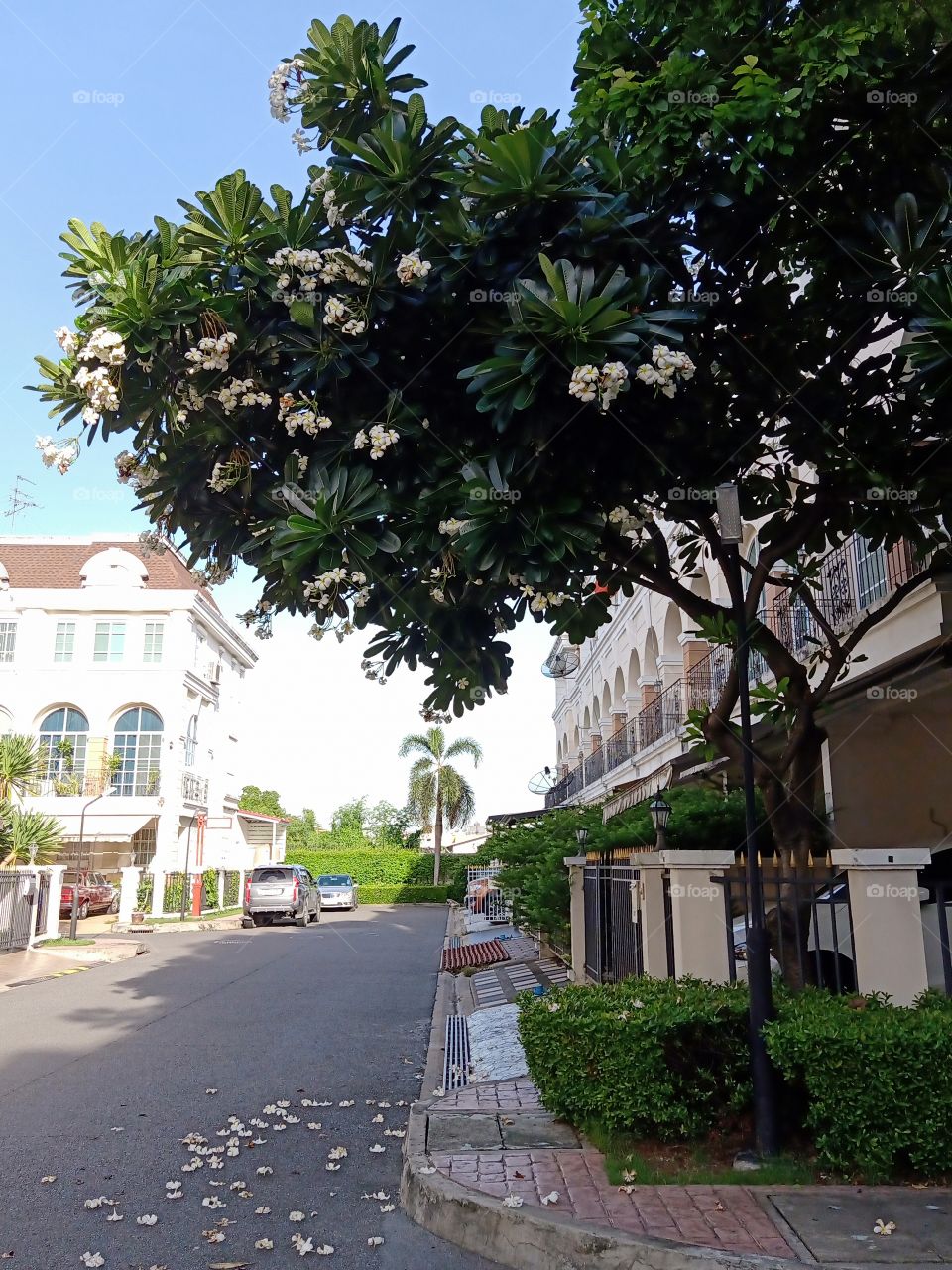 Plumeria in the village