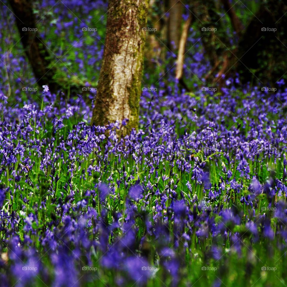 Bluebells