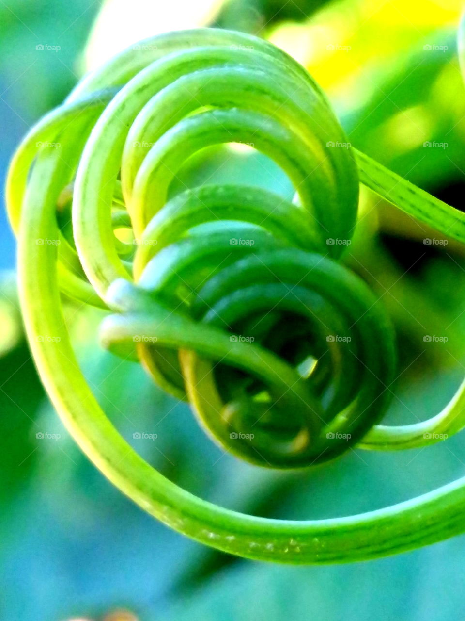Close-up of plant tendril growing outdoors