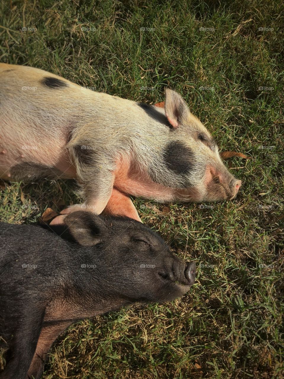 Sleeping Mini Pigs