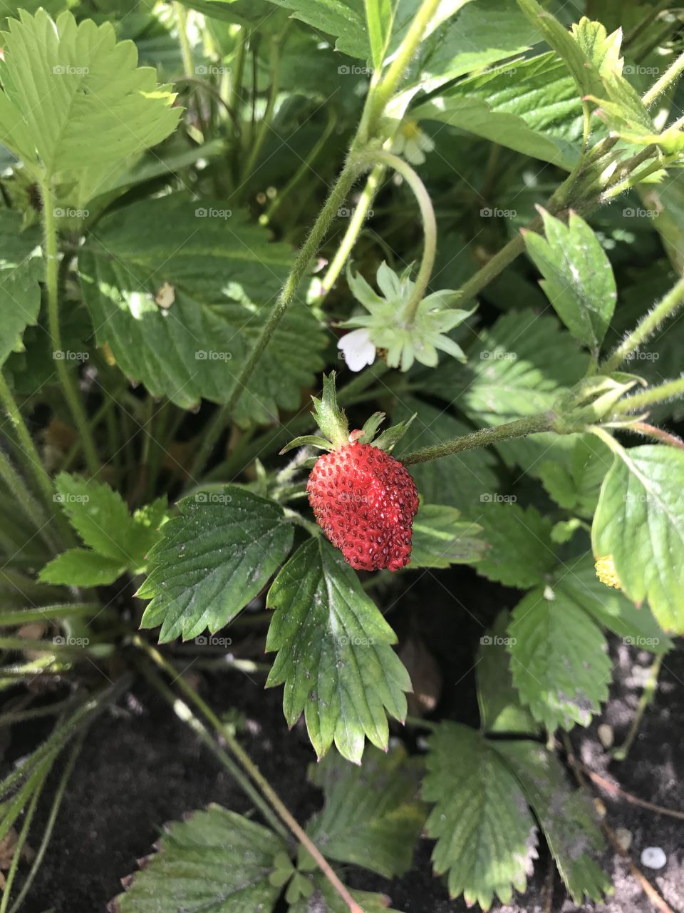 Strawberries in the garden