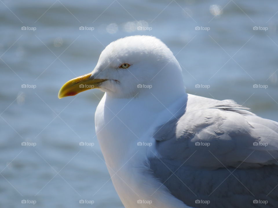 Seagull