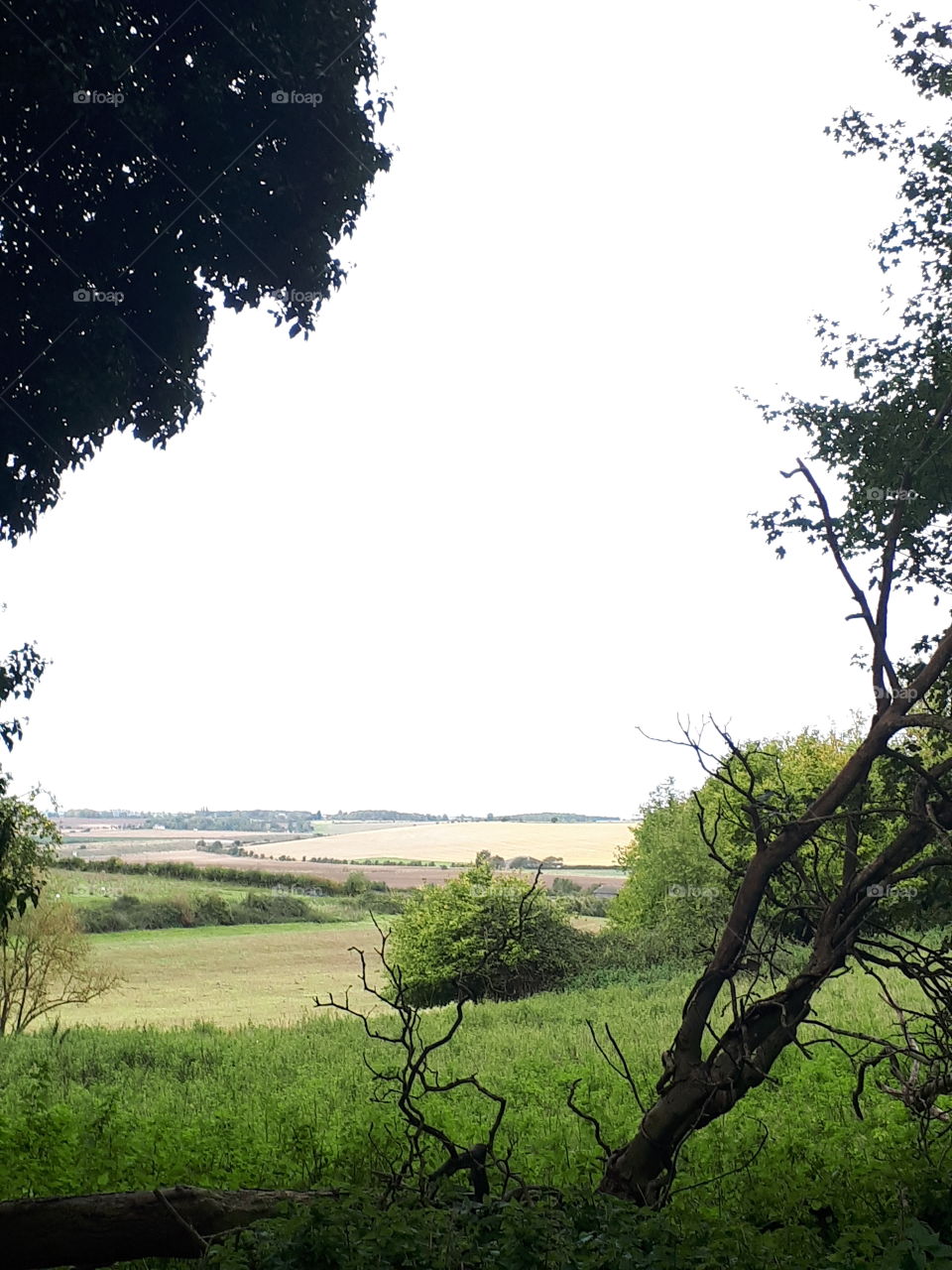 Tree, No Person, Nature, Wood, Landscape