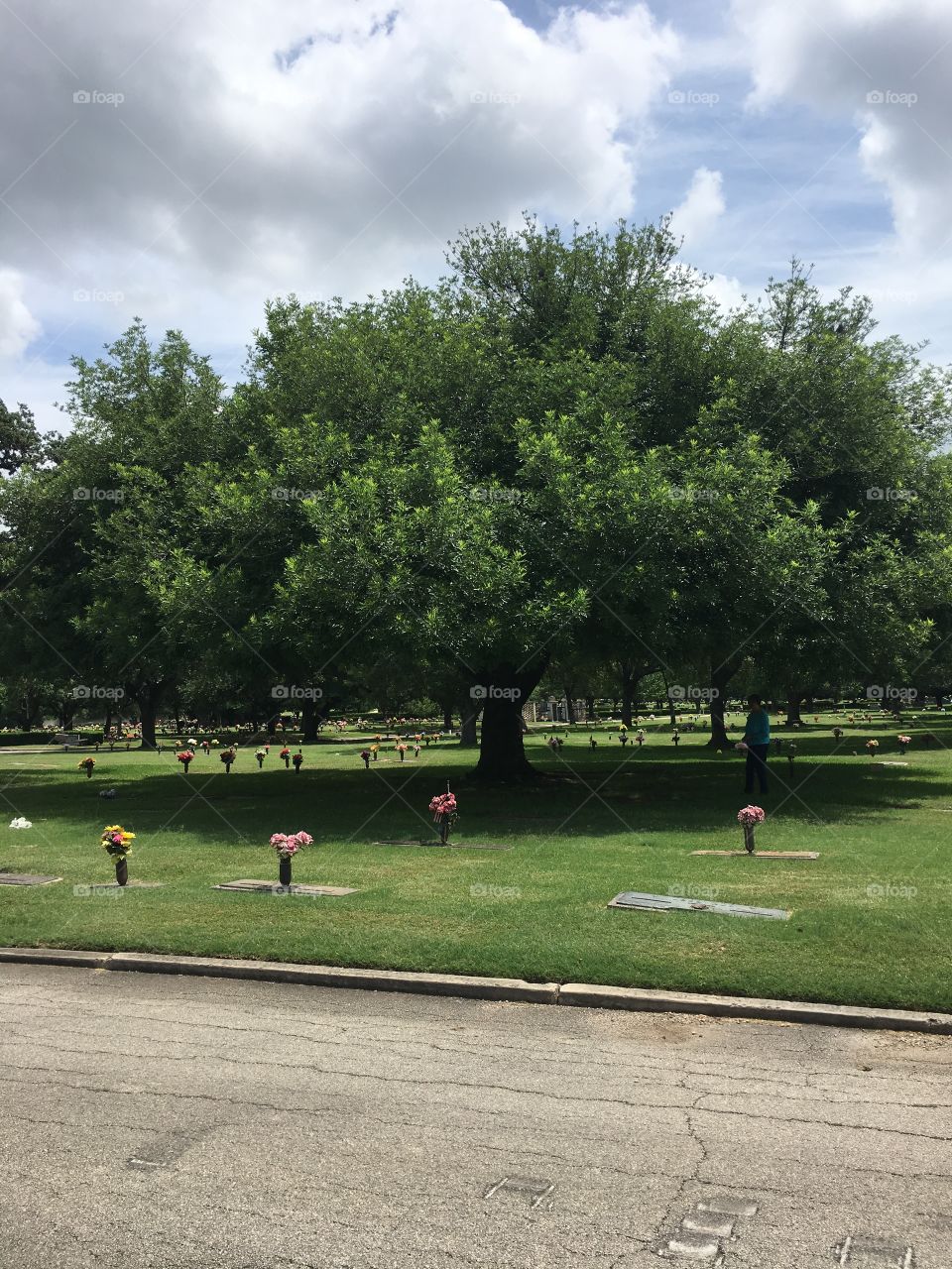 Large tree shading graves at a cemetery, graveyard, cemetery plots, summer, fluffy clouds 