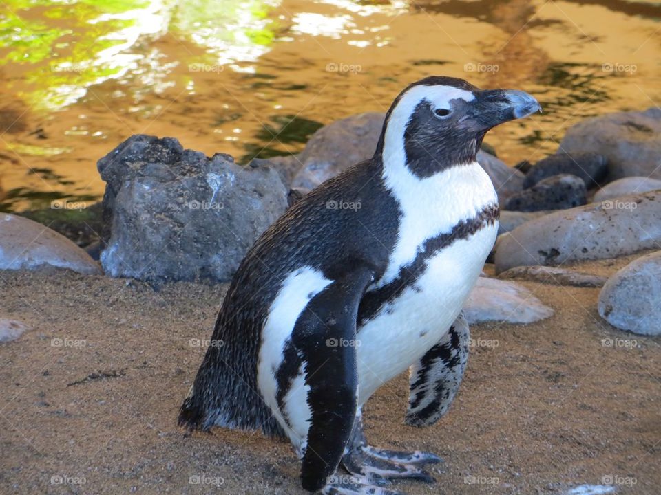 Penguin takes morning stroll