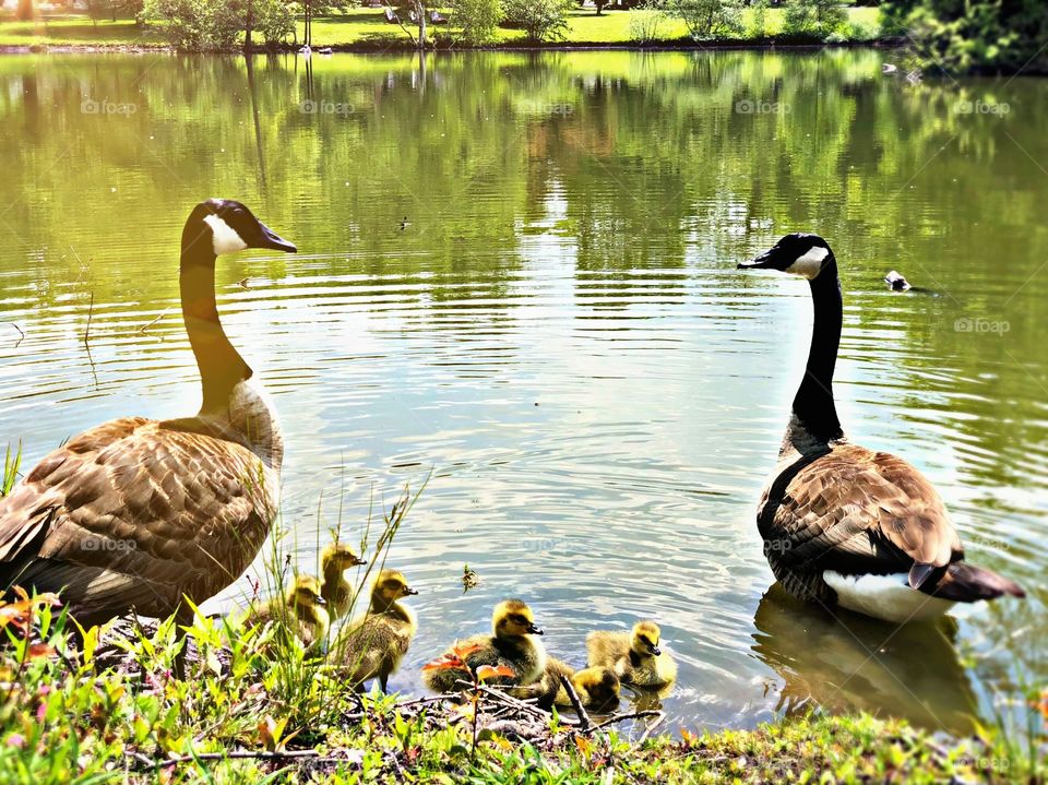 Little Ducks with their Parents