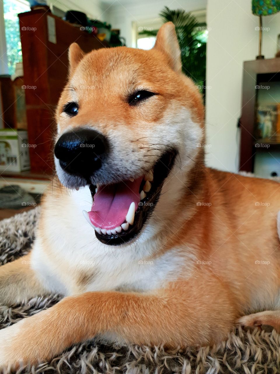 shiba inu