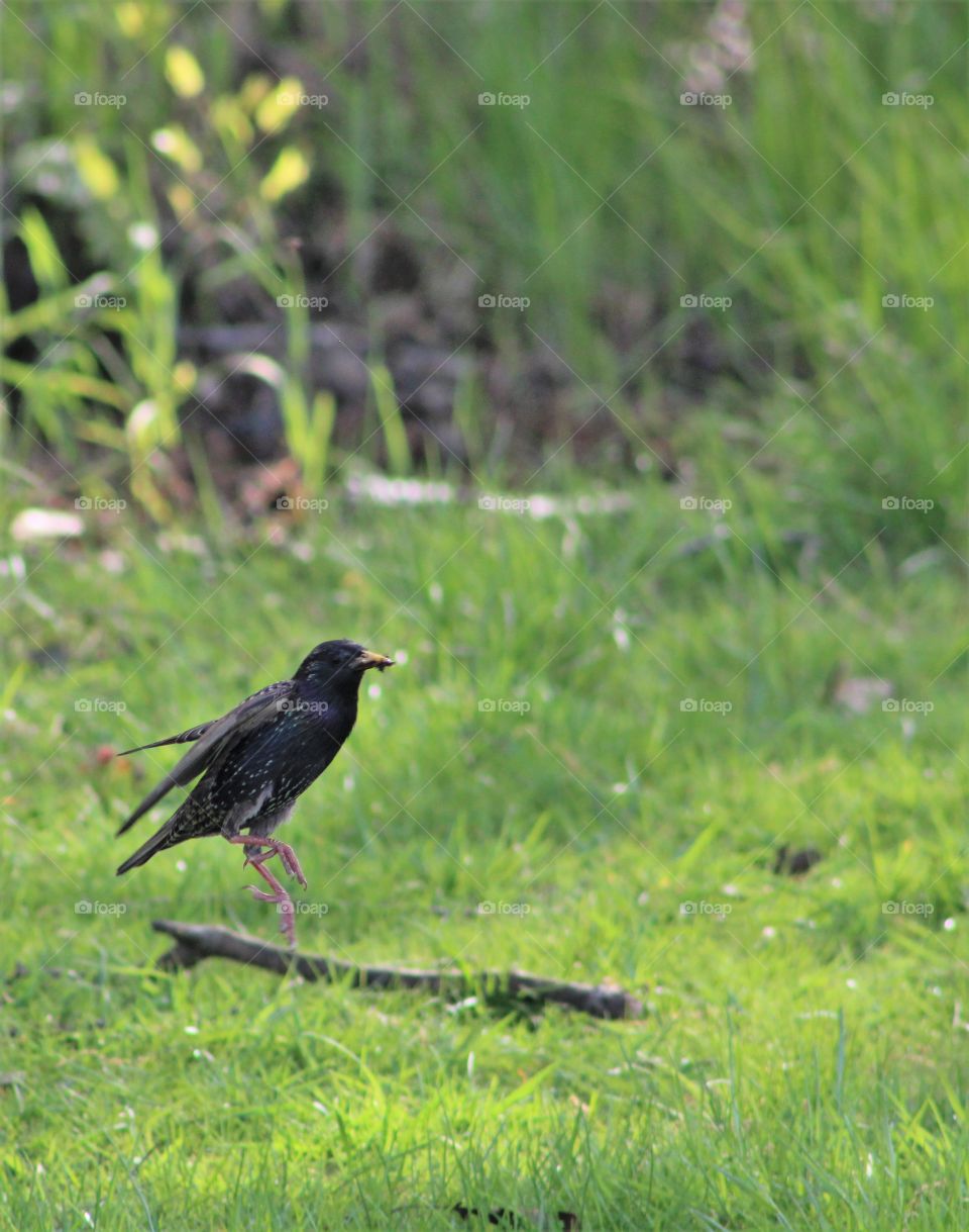 Leaping starling in grassy field 