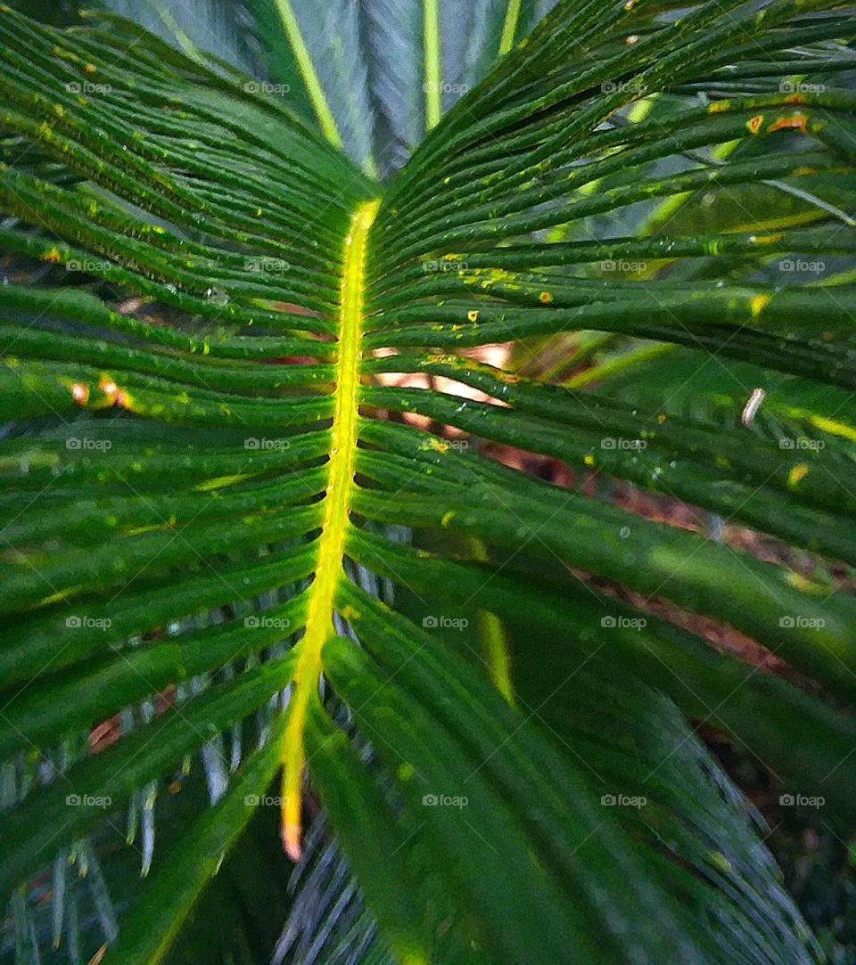 a brightly colored palm leaf