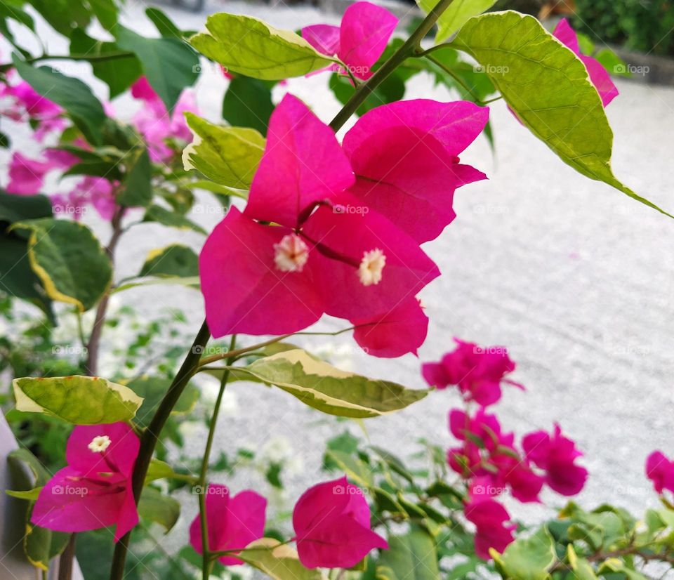 beautiful pink buiganvilla with green leaves