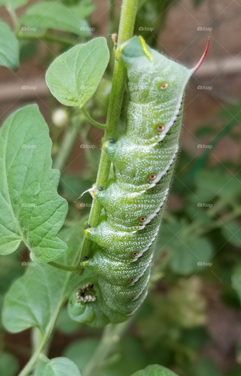 Horn Worm on My Plant