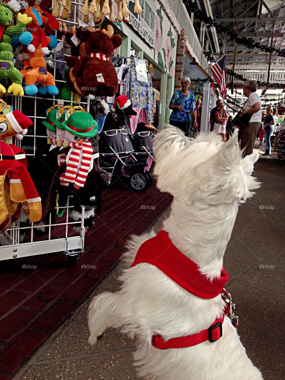 Adorable white terrier selecting his Christmas gift.