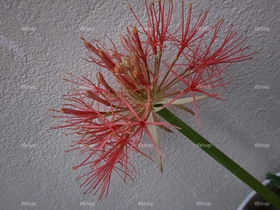 Jamaican ball of fire 🔥