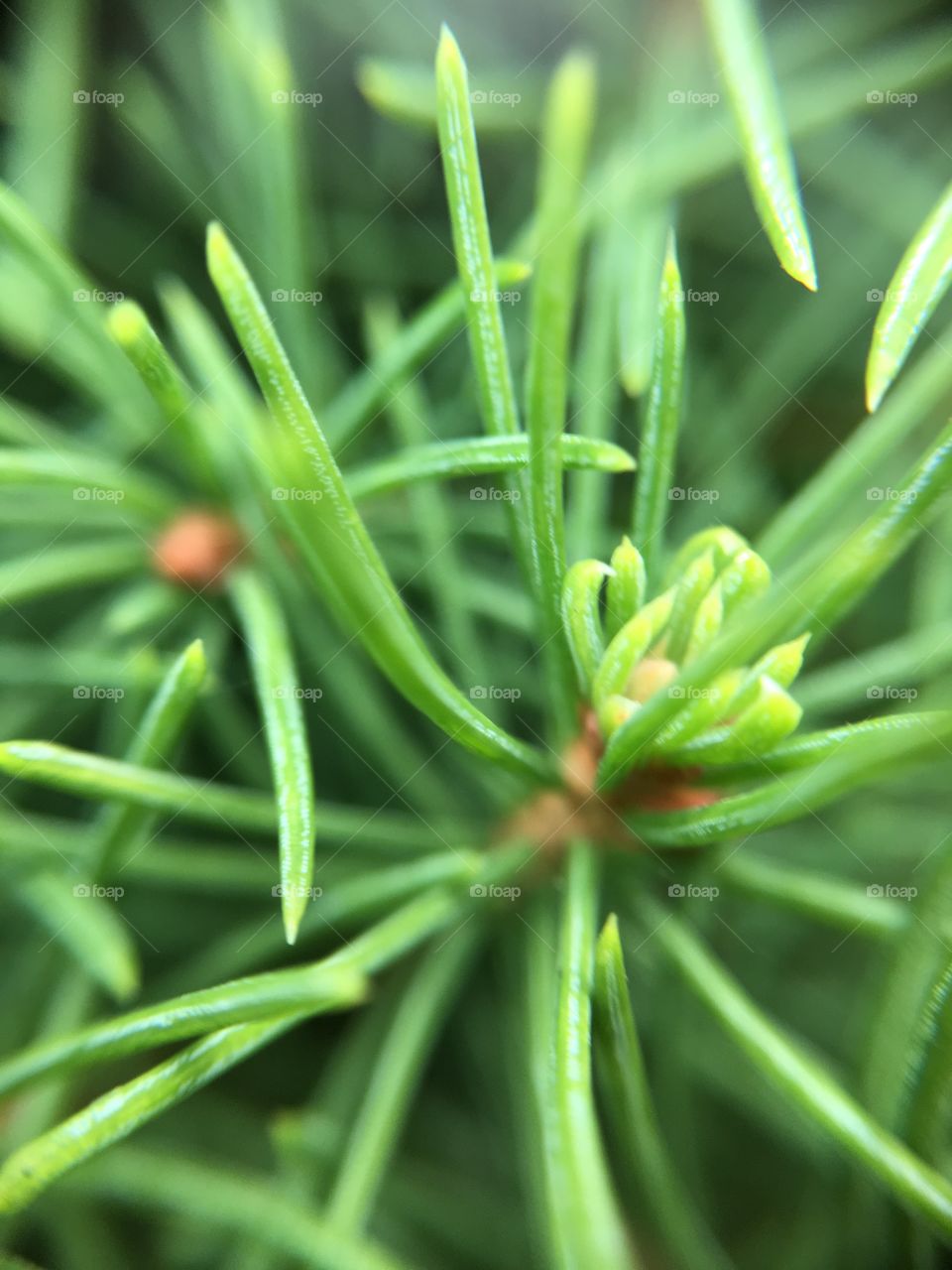 Close up of the bright green pine needles