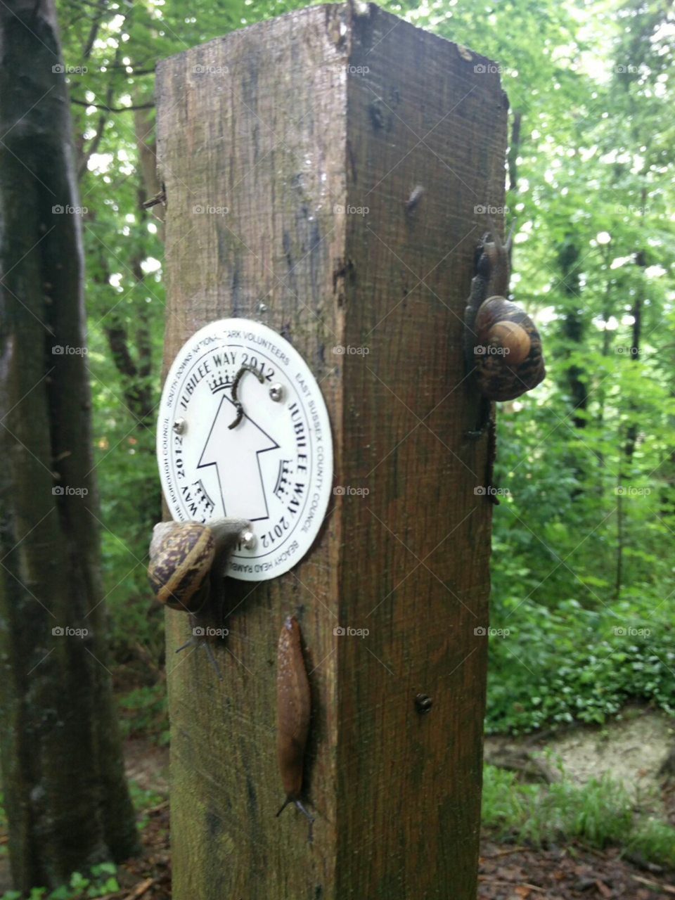 sign post, directions, snails, slugs, wildlife, nature,