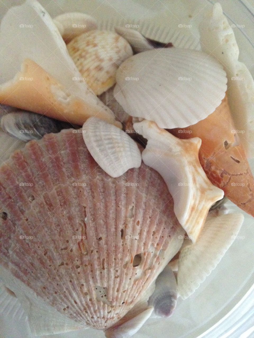 Sea Shells 