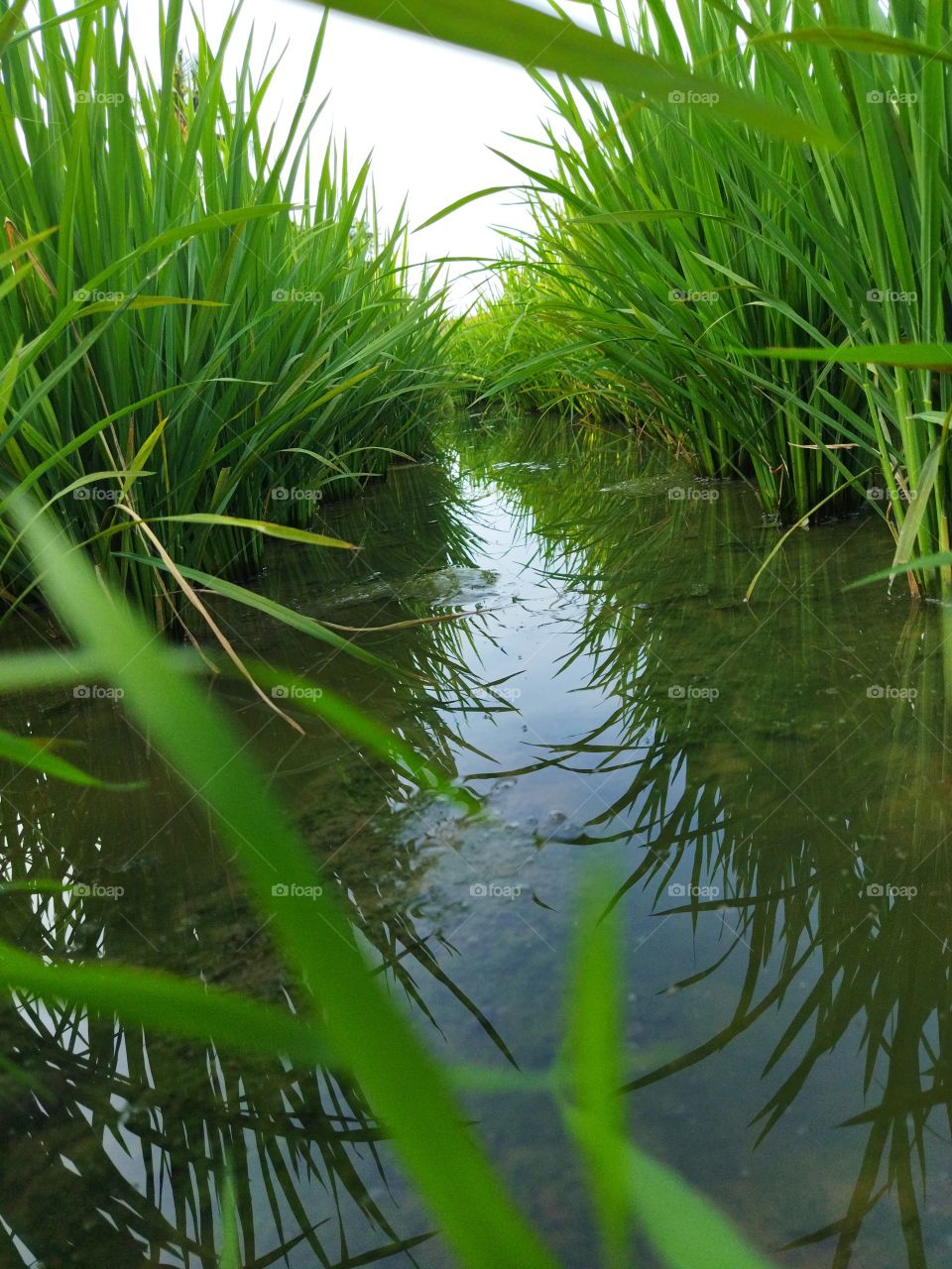 waterway with rice plants on the left and right. which is really cool