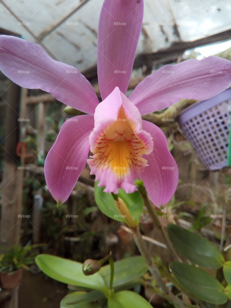 Orquídea Rosa