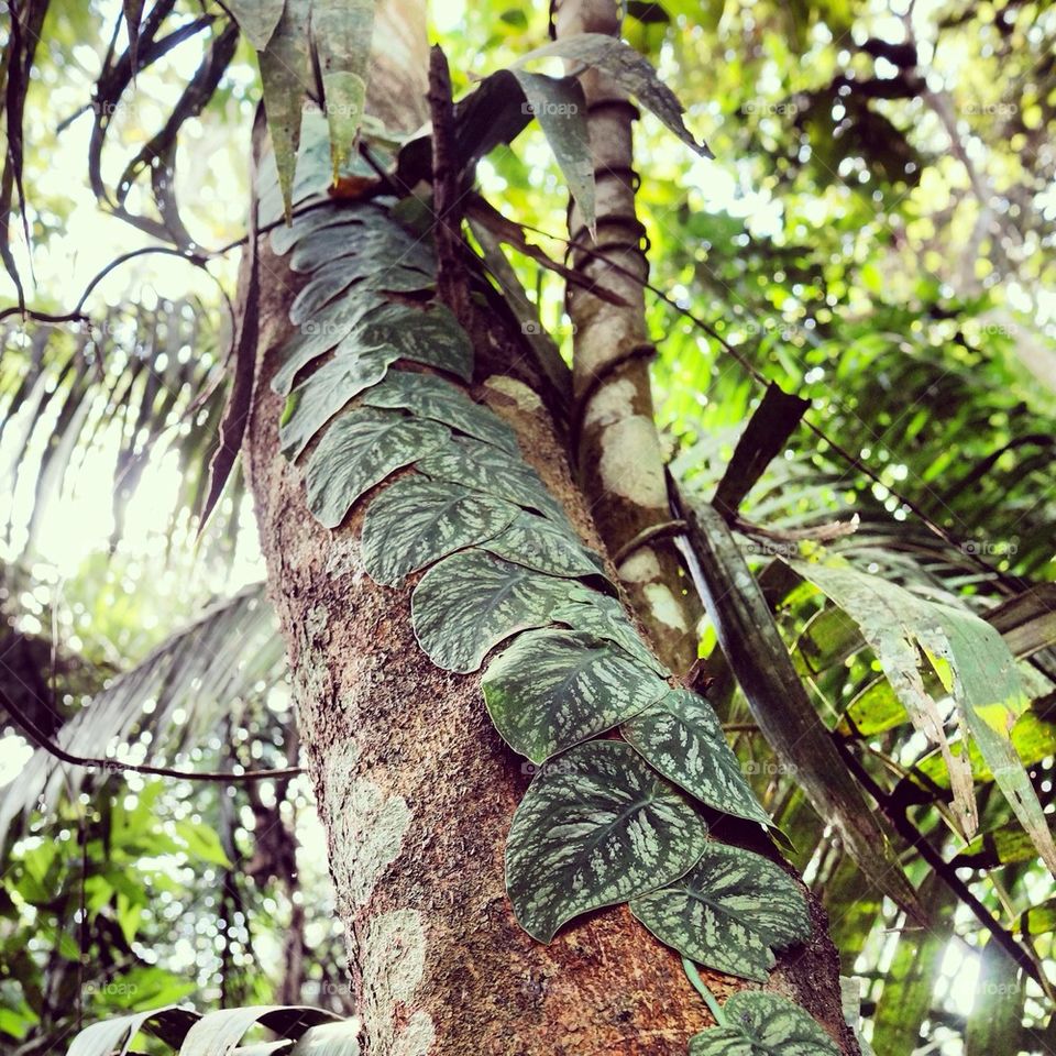 Leaves climbing a tree in the Peruvian Amazon.