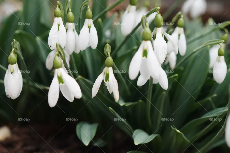 Snowdrops 