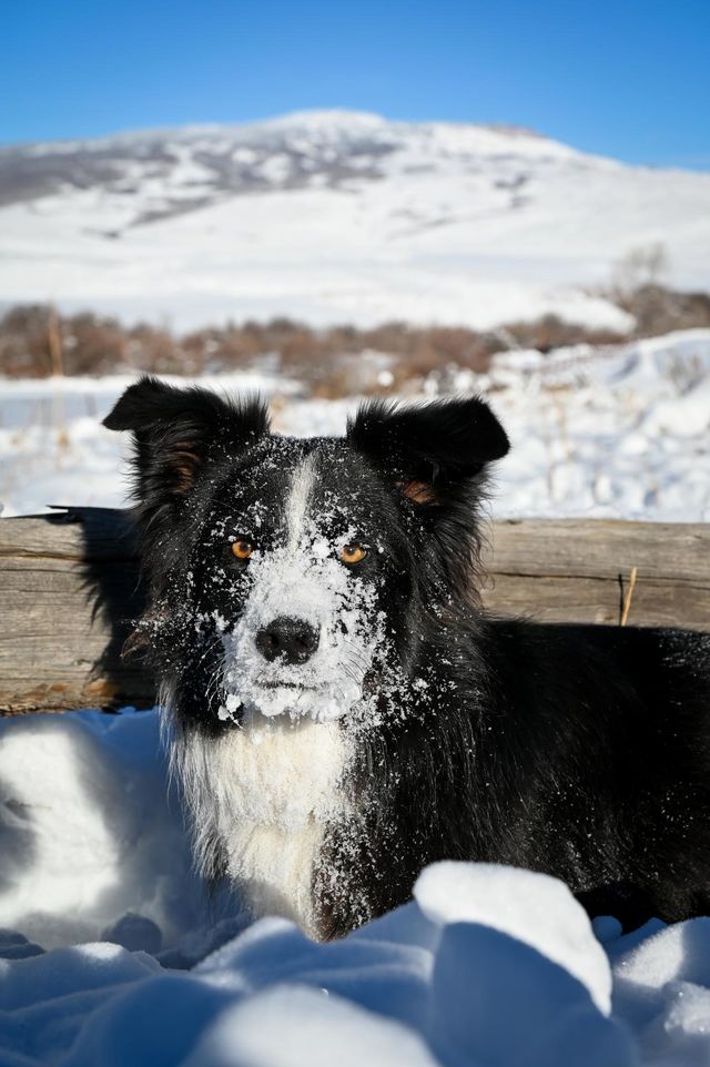 Winter dog