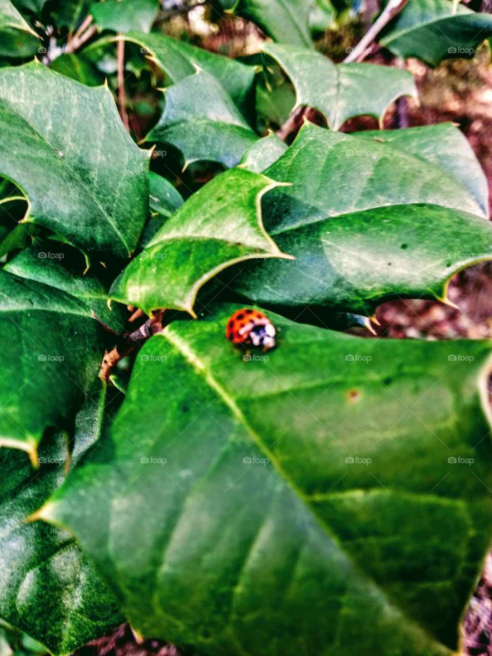 Ladybug Adventures