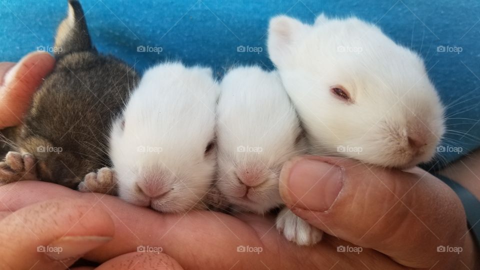 A row of sleepy bunnies