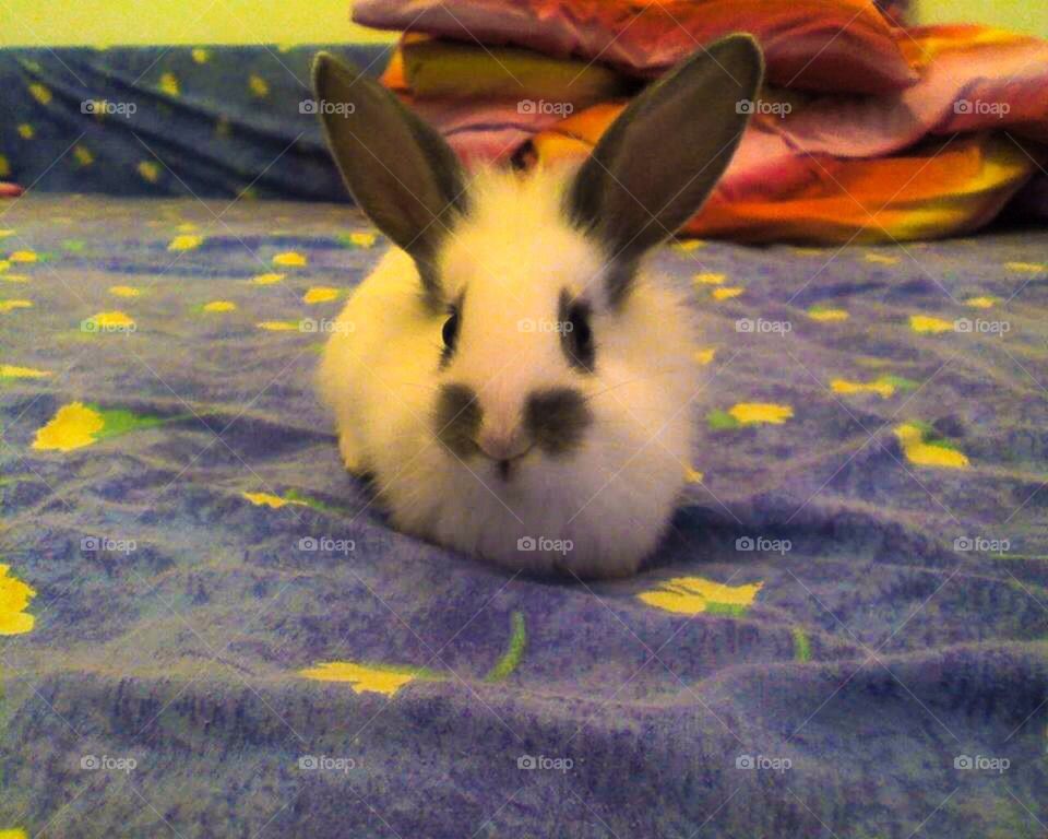 cute beauty ears rabbit by theocharisk.