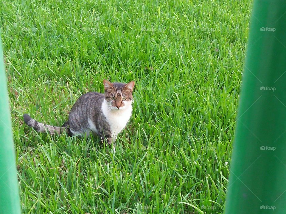 Grey cat on green grass.