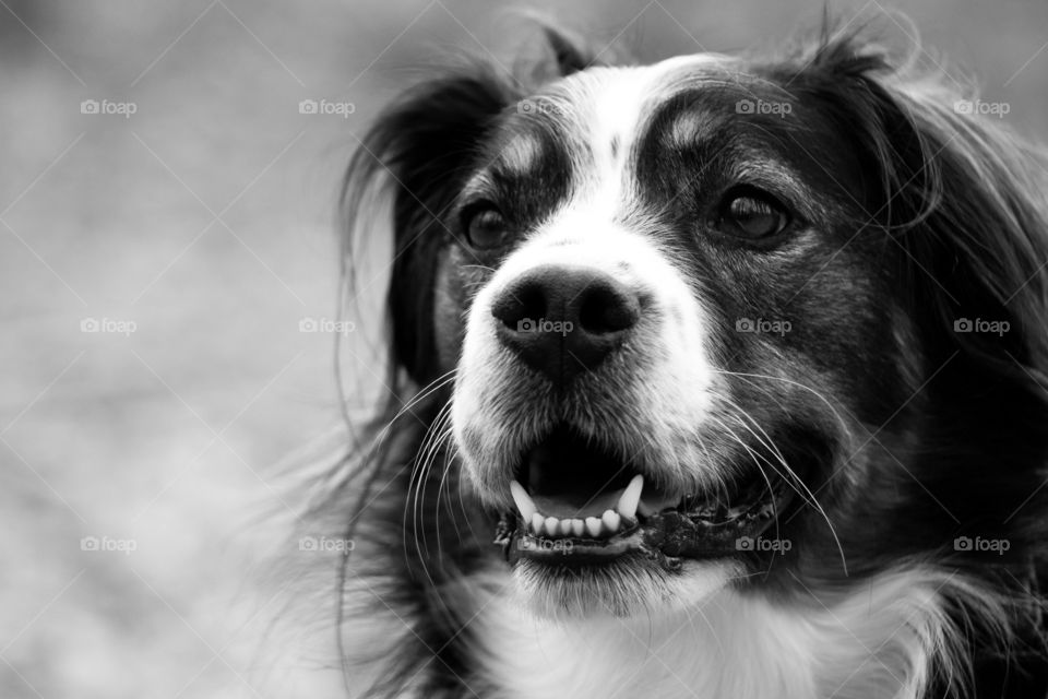 Adorable black and white picture of an Australian Shepherd dog.