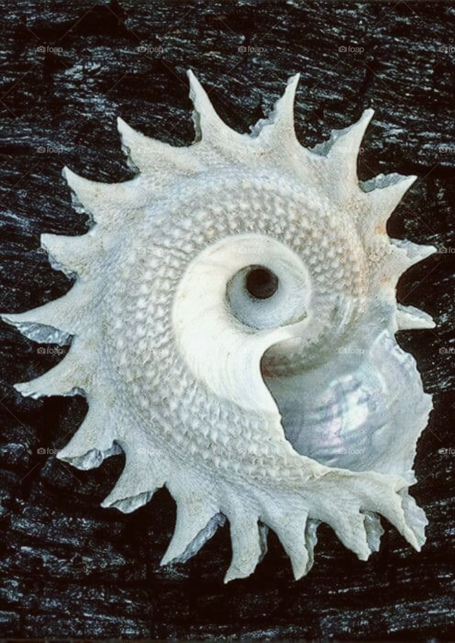 mussels

eg. The rias produce most of the region's annual 300, 000 tons of mussels - Europe's largest production.

oysters

eg. One easy precaution is to make sure you know where your oysters come from