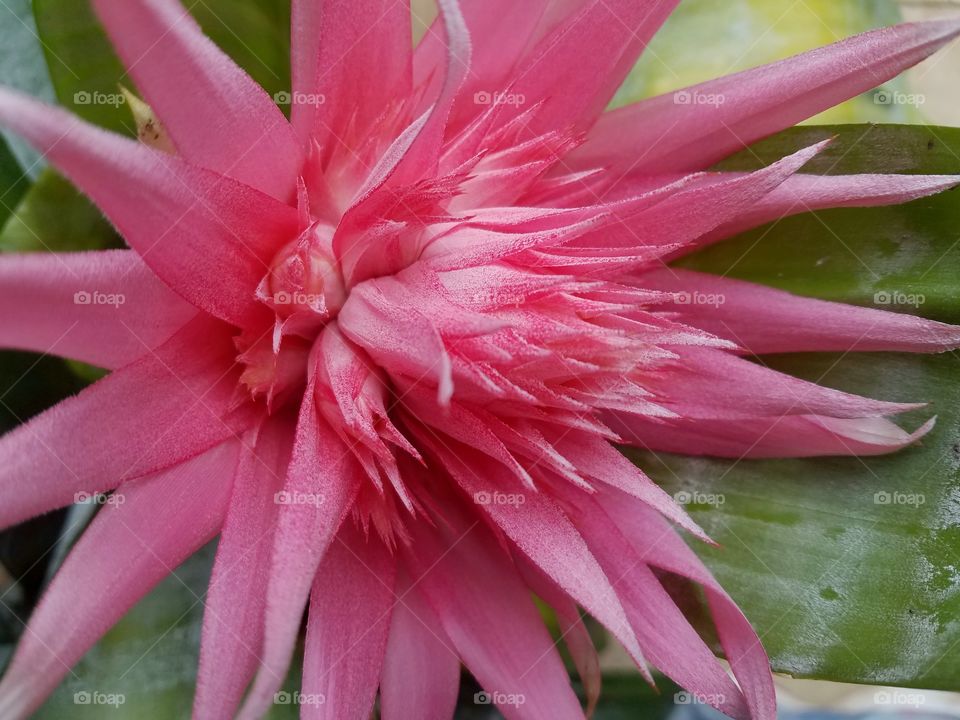 pink tropical flower