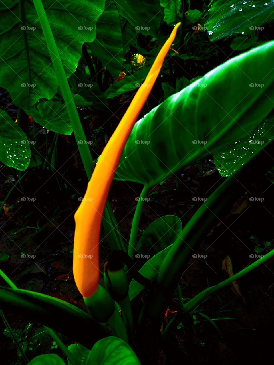 green leaf and yellow