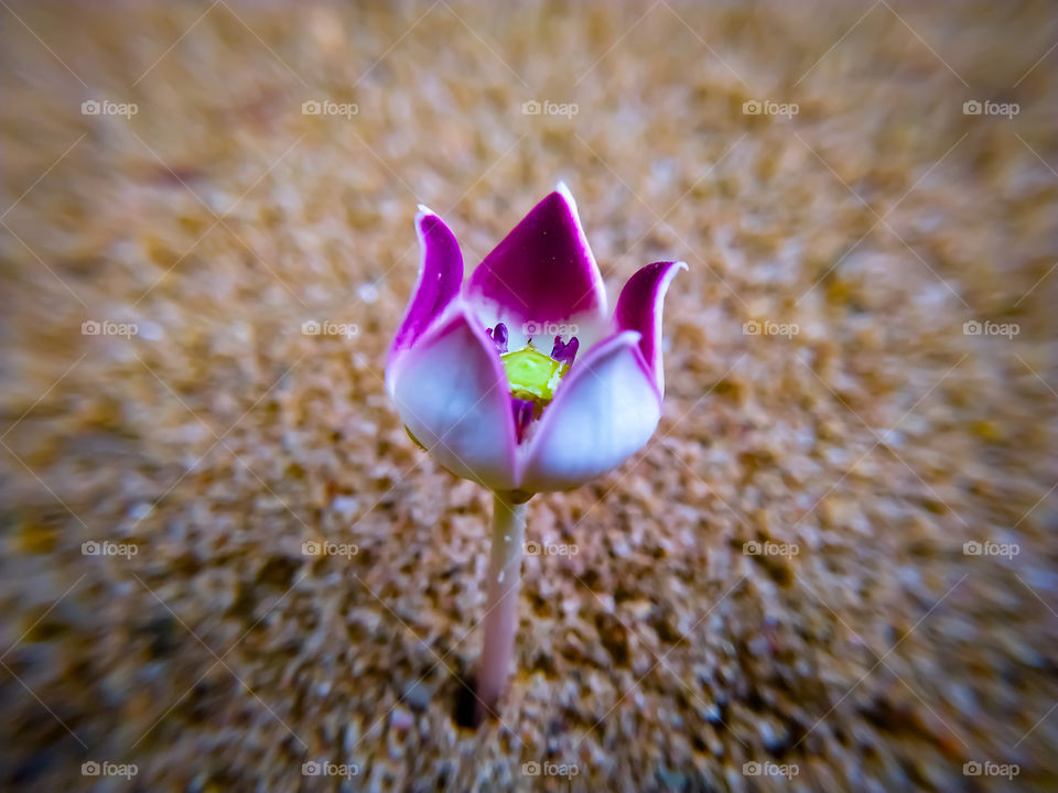 A colotropis blooming flower on a gray background