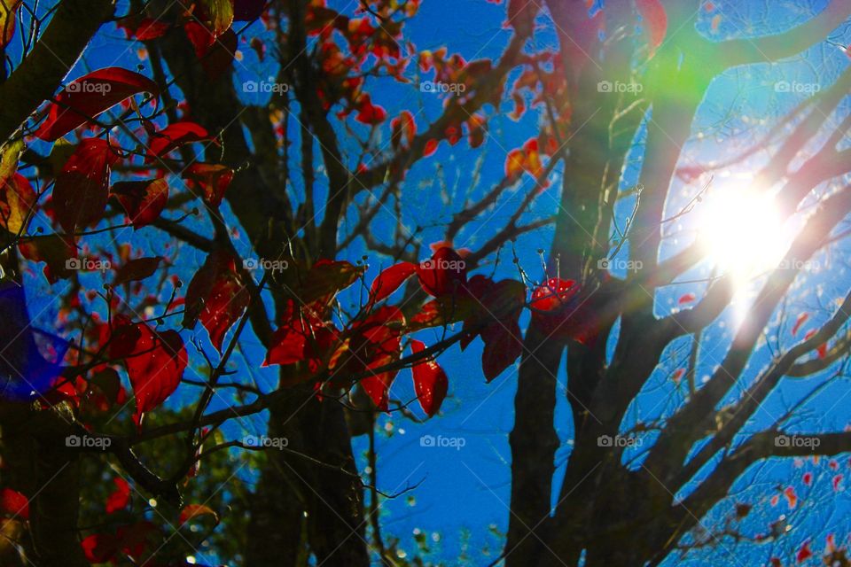 Dogwood and sunshine