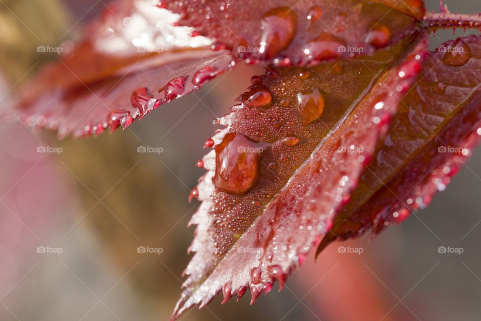 red leaf covered with dew drops.  spring rain concept