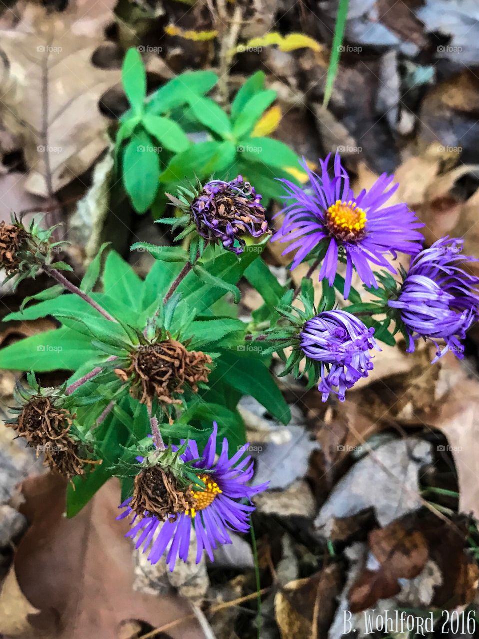 Fall asters 