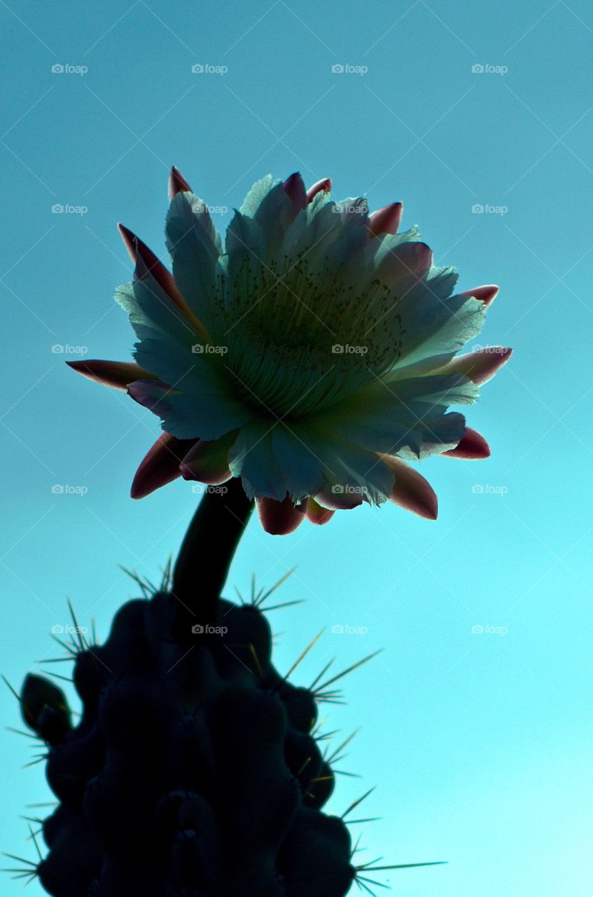 Cactus flower