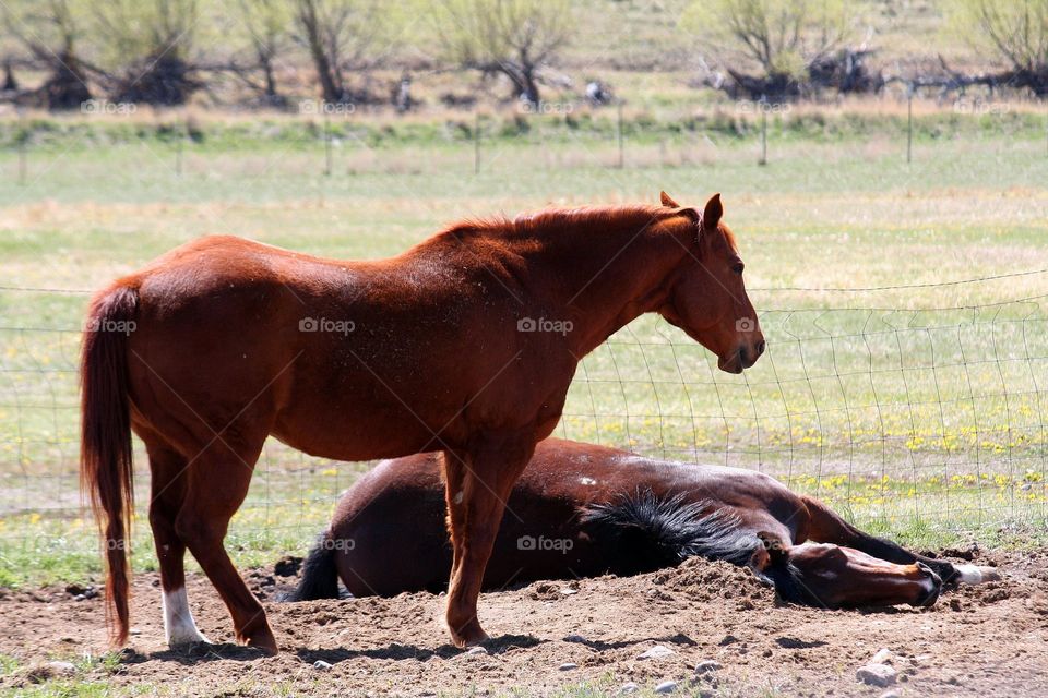 Lazy Days. A sweet summers day horses in the field take time to just relax.
