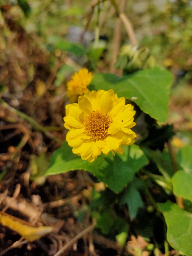 Indian flower